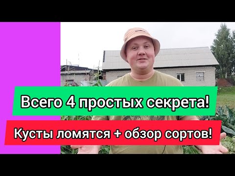 Видео: ПЕРЕЦ ЗАВАЛИЛ В ПРЯМОМ СМЫСЛЕ!