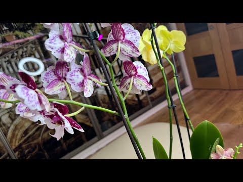 Видео: А у меня новинки! 😊🌸🌼