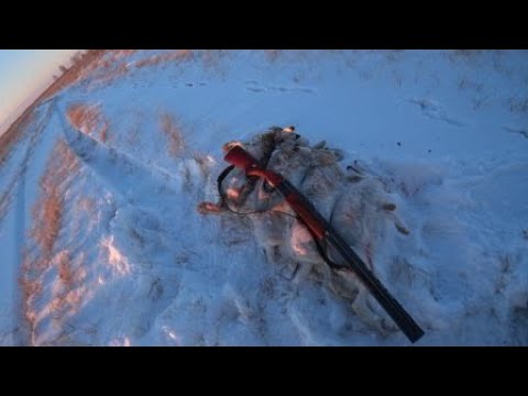 Видео: первая охота на зайца по снегу этого сезона
