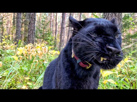 Видео: Пантера Луна провожает лето😸/ Недоразумение в лесу🙈