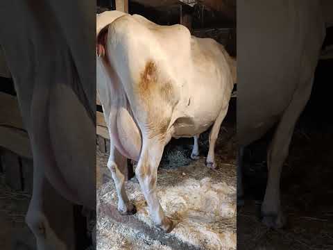 Видео: Ждём отёл)))