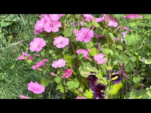 Видео: 💚 Наш сад в ИЮЛЕ #7 #сад #flowers #садоводничество #gardening 