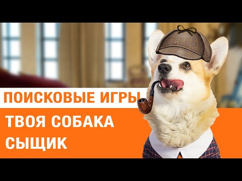 Видео: Поисковые игры. Как научить собаку искать дома.