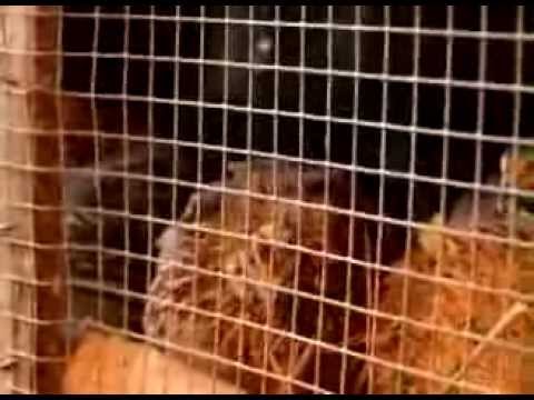 Видео: Домашняя ферма   Перепела