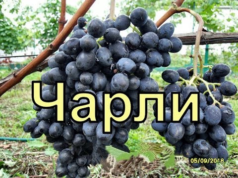 Видео: Виноград Беларуси. Лидчина . Сорт винограда - Чарли ( Антрацит)