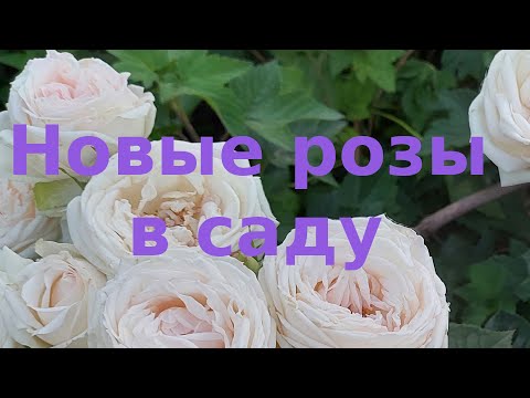 Видео: Цветение роз - новинок. Лучший саженец и откуда он.