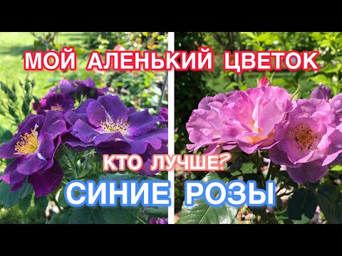Видео: Кого выбрать | Розы Рапсоди ин Блю или Блю фо ю | Rhapsody in Blue, Blue for you ❤️💙💜