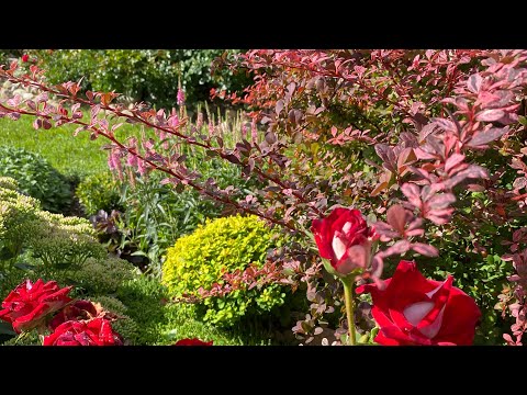 Видео: Супер кустарники 🍁подходят  для больших и маленьких цветников…🍁