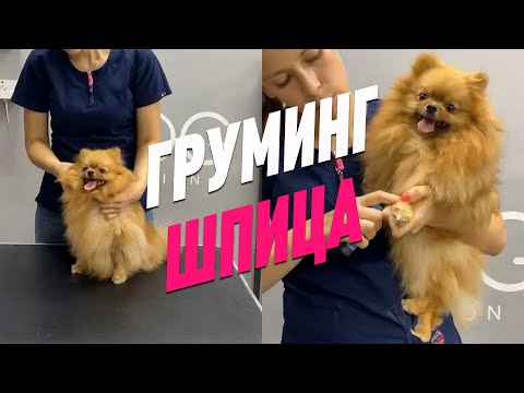 Видео: ГРУМИНГ ШПИЦА / УХОД ЗА ШПИЦЕМ 1 часть / ПРЯМОЙ ЭФИР / GROOM SCHOOL