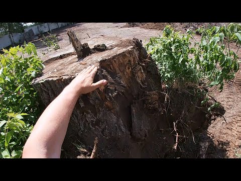 Видео: Как выкорчевать гигантский пень !
