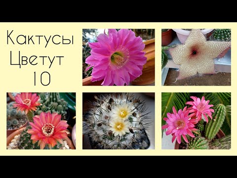 Видео: Мои Кактусы Цветут 🌵 2025