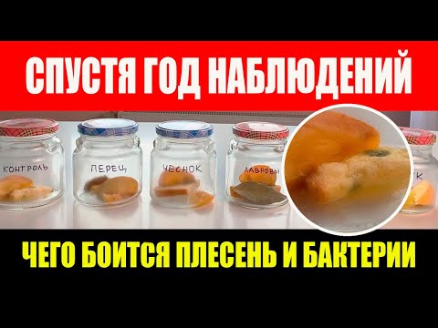 Видео: Чего боится плесень? Секрет борьбы с грибком раскрыт!