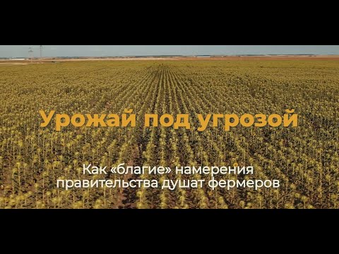 Видео: Урожай под угрозой. Как "благие" намерения правительства душат фермеров