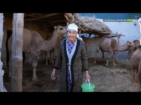 Видео: Қалада түйе бағып, саўып атырған заманласымыз