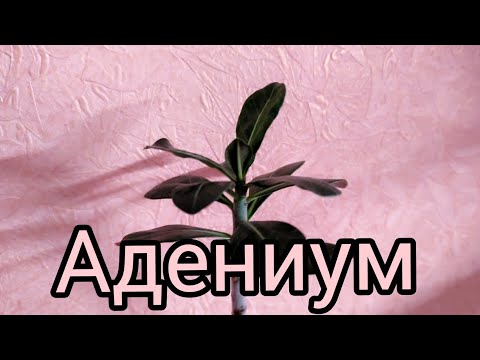 Видео: 21.11.20.Адениум.. пересадка сеянцев..