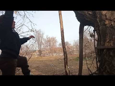 Видео: Я с другом строю домик на дереве 