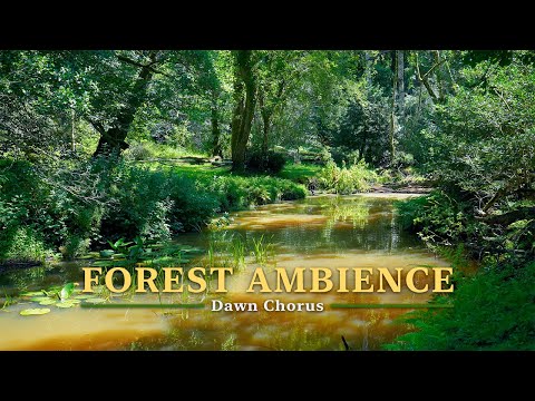 Видео: Расслабляющие звуки природы в 4K, лесная река в солнечный день, лесная атмосфера для сна, пение птиц