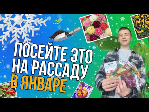 Видео: ЧТО СЕЯТЬ НА РАССАДУ В ЯНВАРЕ? Цветы, ягоды, овощи!