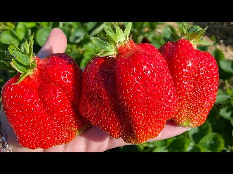 Видео: Клубника 🍓 Брилла и Роксана в Луховицком районе Подмосковье. Архив от 20 июня 2023 г  #брилла