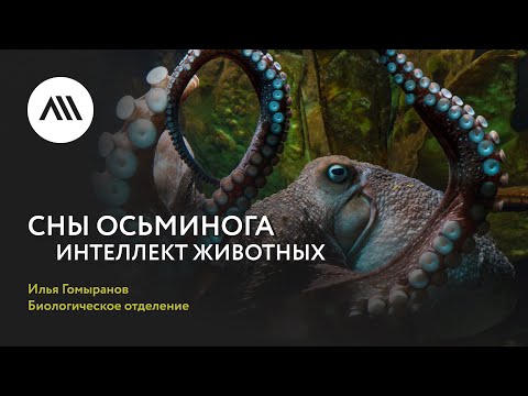 Видео: Золотые лекции ЛШ2022: Илья Гомыранов, «Сны для осьминога. Интеллект животных»