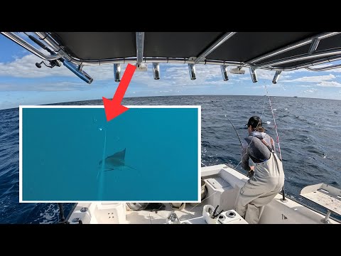 Видео: 3 способа троллинга Ballyhoo *СУМАСШЕДШАЯ* рыбалка в одиночку