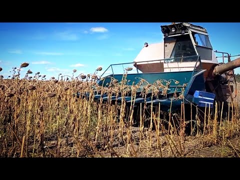 Видео: Уборка подсолнуха комбайн Нива ск 5 псп-1.5 уборка подсолнечника  сенгента .