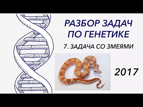 Видео: Разбор задачи по генетике 2017 год - ЦТ, ЕГЭ, ЗНО.