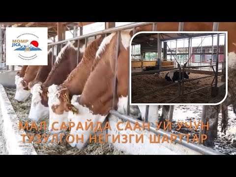 Видео: МАЛ САРАЙДА СААН УЙ УЧУНТУЗУЛГОН НЕГИЗГИ ШАРТТАР