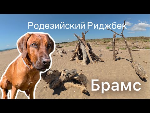 Видео: Мы дома 🇫🇷➡️🇩🇪| Родезийский Риджбек Брамс