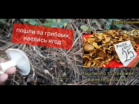 Видео: Есть ли грибы в Турции | Идём за грибами
