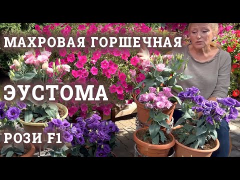 Видео: Махровая горшечная эустома Рози F1