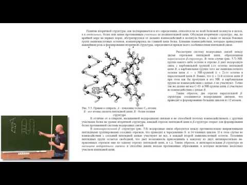 Видео: Лекция 11 Структура и модификации белков  Классификация ферментов
