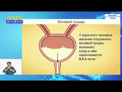 Видео: 8-класс | Биология | Выделение