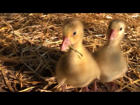 Видео: Примет ли ГУСЬ инкубаторских?