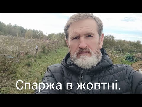 Видео: Спаржа в жовтні.13.10.2024.Прибутковий бізнес на СПАРЖІ