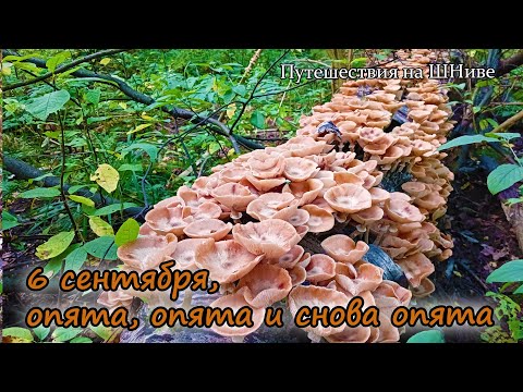 Видео: 6 сентября в Серпуховском районе. Волна опят, думал снова опоздал..