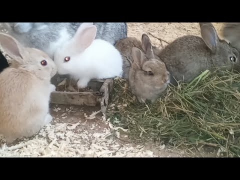 Видео: Рождение новорожденных кроликов в садовой норе - выращивание новорожденных кроликов 2022