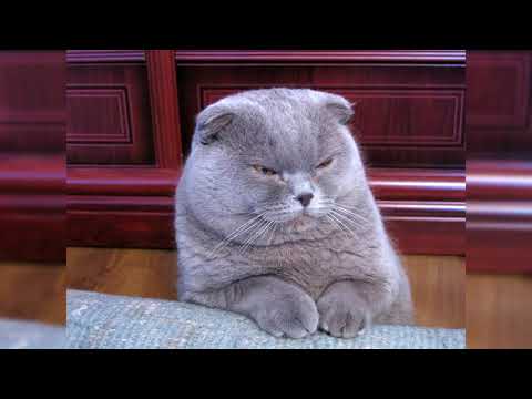 Видео: Шотландская вислоухая кошка. Плюсы и минусы, Цена, Как выбрать, Факты, Уход, История