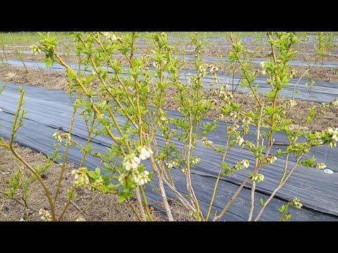 Видео: Разница сортов голубики при цветении