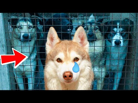 Видео: НАС ХОТЯТ ОТДАТЬ В ПРИЮТ!! (Хаски Бублик) Говорящая собака