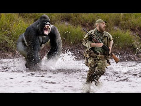 Видео: Животные, Которые Отомстили Людям в Реальной Жизни