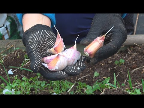 Видео: ПОСАДКА ЧЕСНОКА В ОКТЯБРЕ! КАК ПОСАДИТЬ ЧЕСНОК ЧТОБЫ ГОЛОВКИ БЫЛИ КРУПНЫМИ!