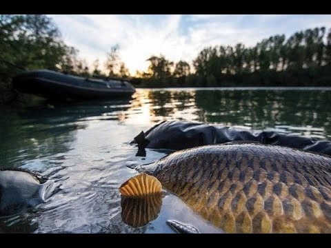 Видео: ДИКИЙ - ДИКИЙ КАРПФИШИНГ .