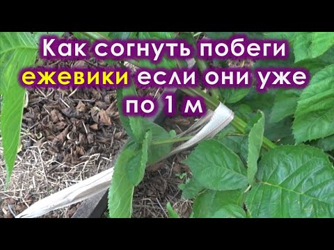 Видео: Как согнуть побеги ежевики если они уже 1м