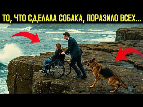 Видео: Собака Видит, Как Миллионер Толкает Девочку В Инвалидной Коляске, И Реагирует Удивительным Образом.