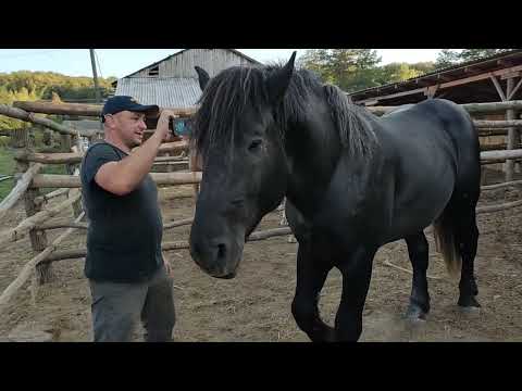 Видео: 🚚ЗАВІТАЛИ ДО КУРИКА В ГОСТІ. 🐎ЖЕРЕБЦІ НА ПАРОВКУ. ЛОШАКИ НА ПРОДАЖУ💸