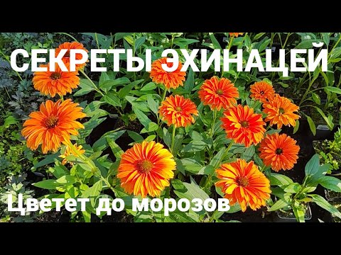 Видео: Эхинацеи: посадка, подкормка, обрезка + бешеное цветение