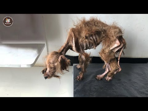 Видео: Нелюбимый из-за внешности, он не может сдержать эмоций, когда любовь скрывает его шрамы.