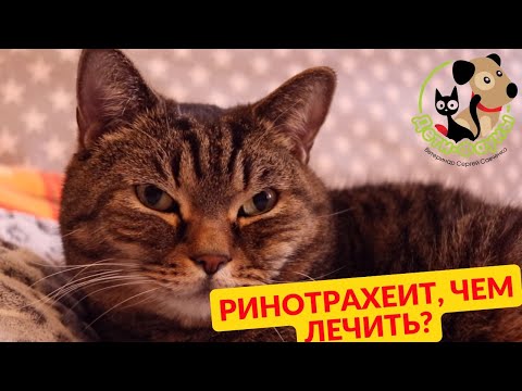 Видео: Чем лечить кошку при герпесе (ринотрахеит). Простая схема лечения