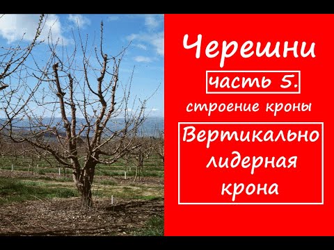 Видео: Вертикально лидерная крона. Обрезка черешни чашей. Формирование черешни часть 5.